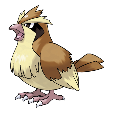 pidgey